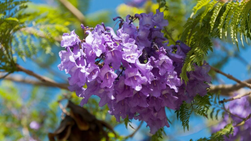 Jacarandá ou Carobinha: Para Que Serve e Como Fazer Uso Jacarandá ou Carobinha