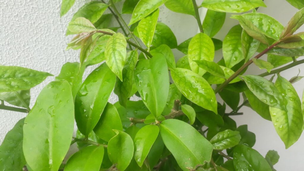 Ora-pro-nóbis: Tudo Sobre Seus Benefícios e Como Consumir Ora-pro-nóbis