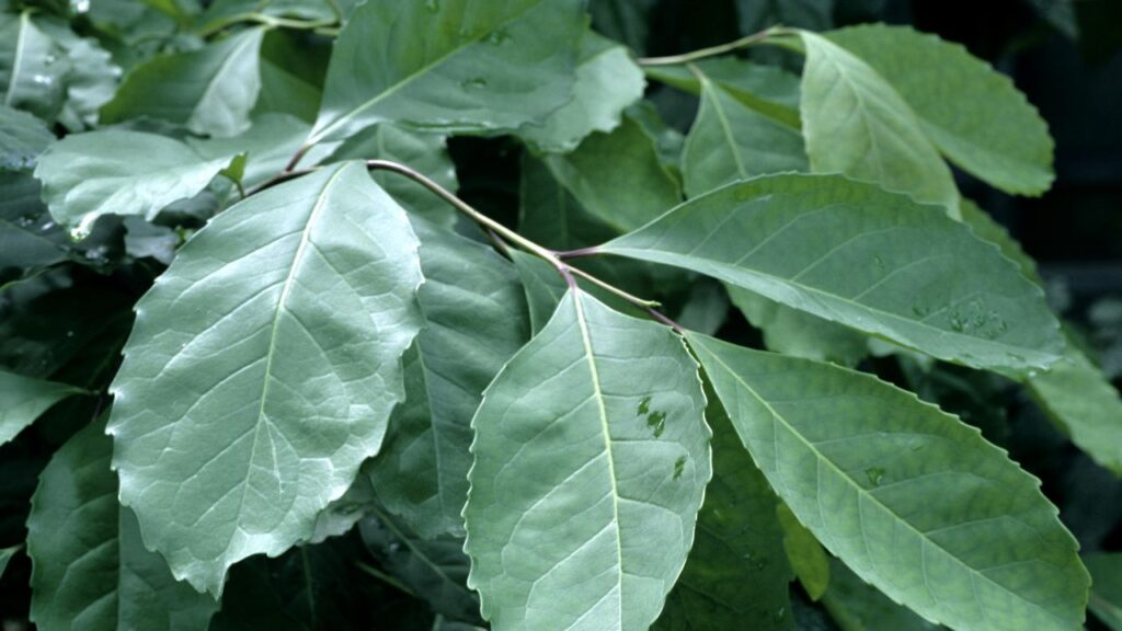 Pholia Negra: Conheça Seus Benefícios e Dicas de Uso Pholia Negra