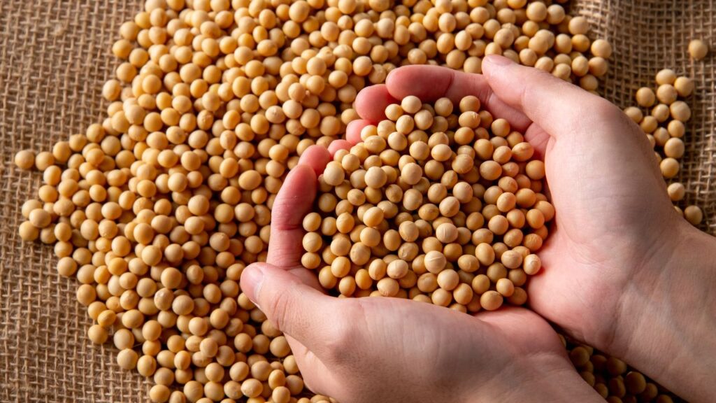 Soja (Isoflavona Emagrece)