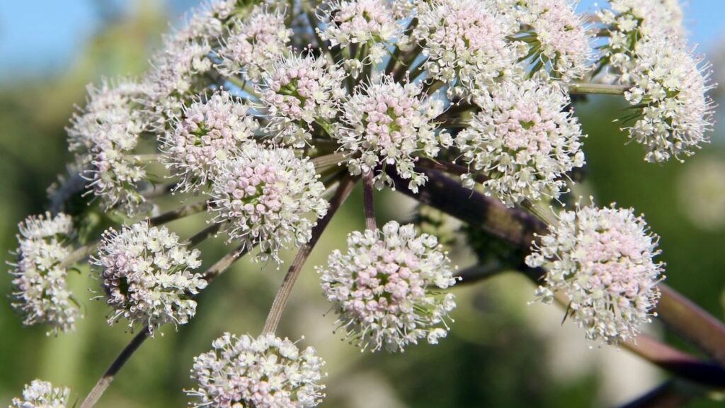 Valeriana: O que é, Para que Serve e Como Tomar Valeriana
