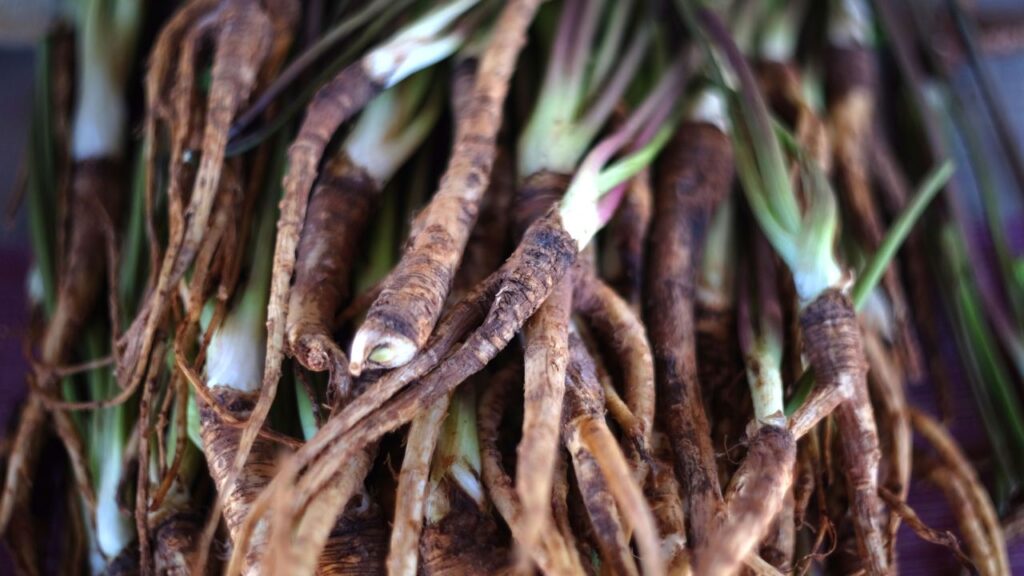 Dong Quai (Angelica Sinensis): O Que É e Para Que Serve? Dong Quai