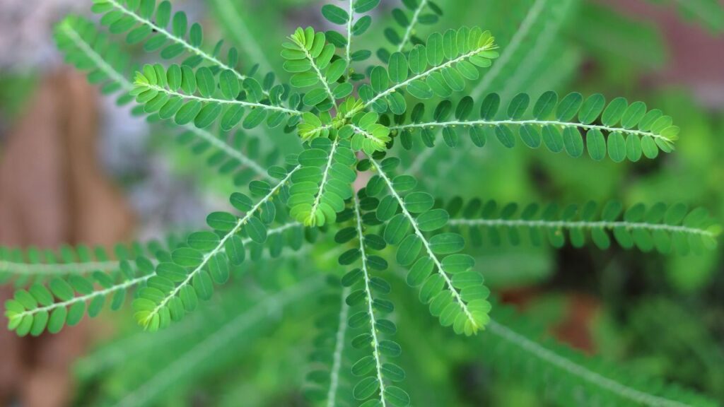 Quebra Pedra: O Que é, Para Que Serve e Contraindicações Quebra Pedra