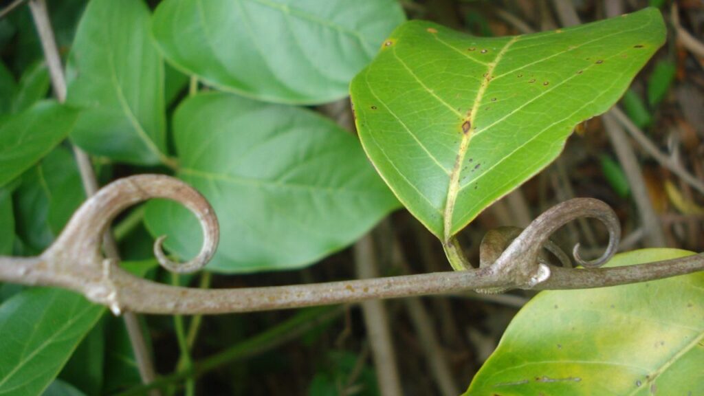 Unha de Gato: O que é, Para Que Serve e Como Consumir Unha de Gato