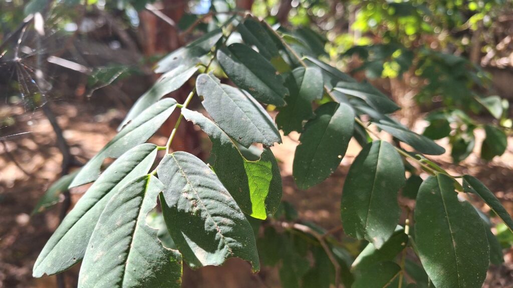 Amburana: O que é, Para Que Serve e Modo de Uso Amburana