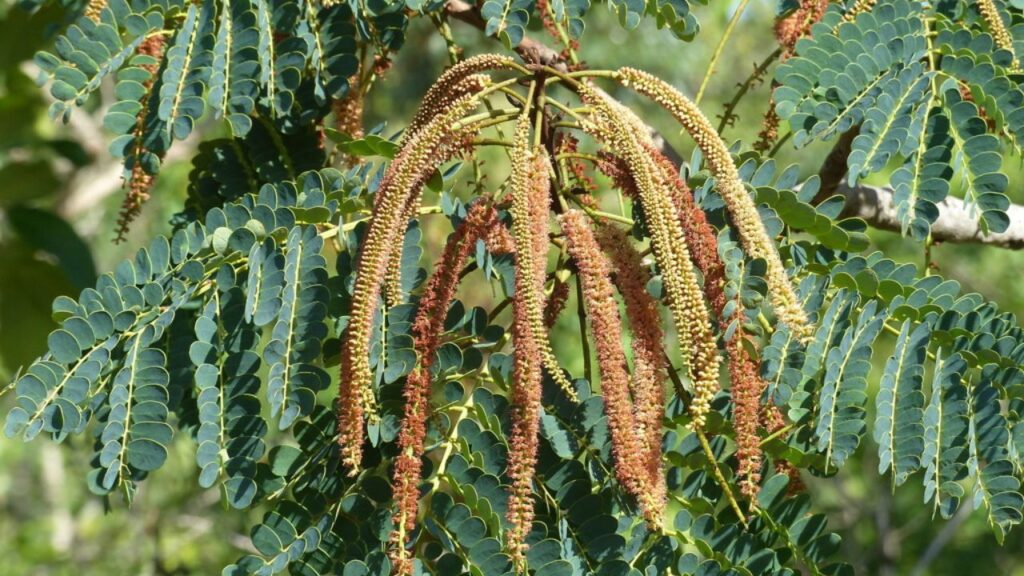 Barbatimão: O que é, Para Que Serve e Como Fazer Uso Barbatimão