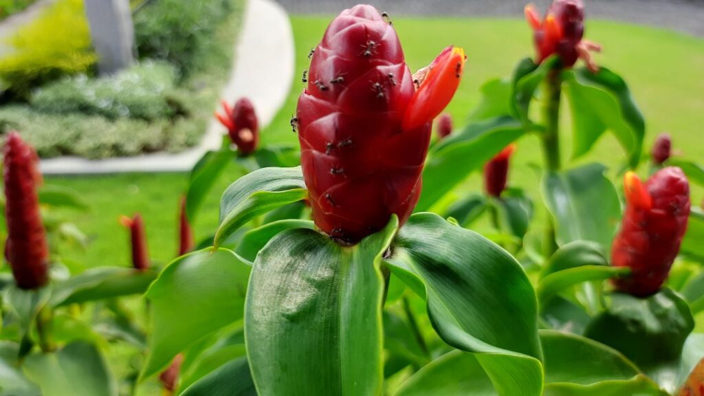 Cana-de-macaco (Cana-do-brejo): Para Que Serve e Como Tomar Cana-de-macaco