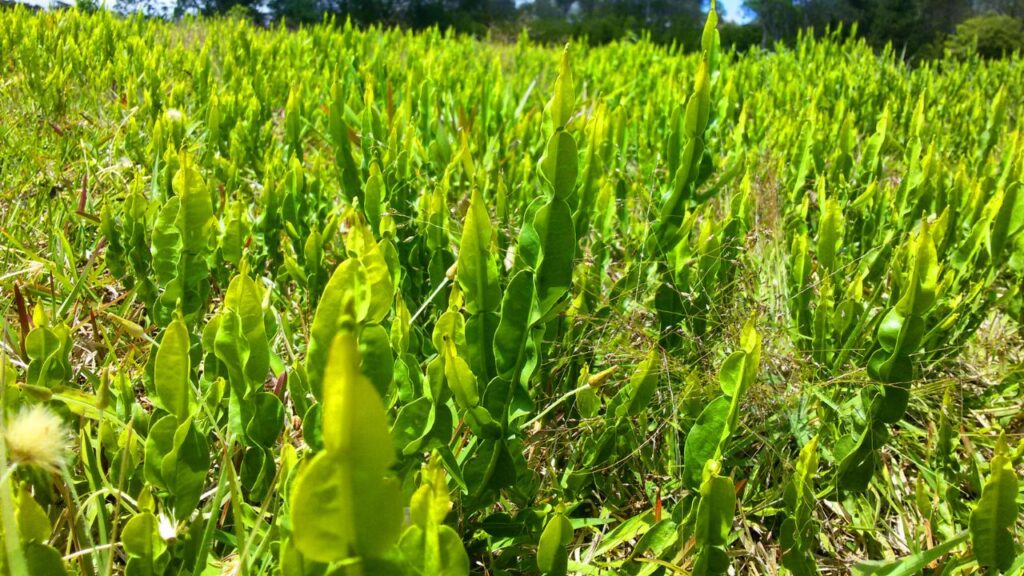 Carqueja: O que é, Para Que Serve e Como Usar Carqueja