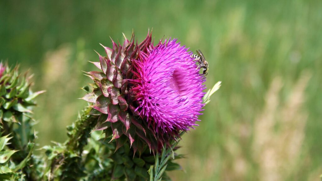 Silimarina: O que é, Para Que Serve e Como Fazer Uso silimarina