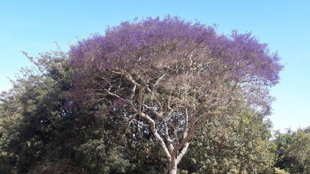 Sucupira: O que é, Para Que Serve e Como Consumir Sucupira