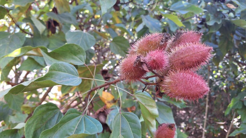 Urucum: O que é, Para Que Serve e Como Fazer Uso Urucum