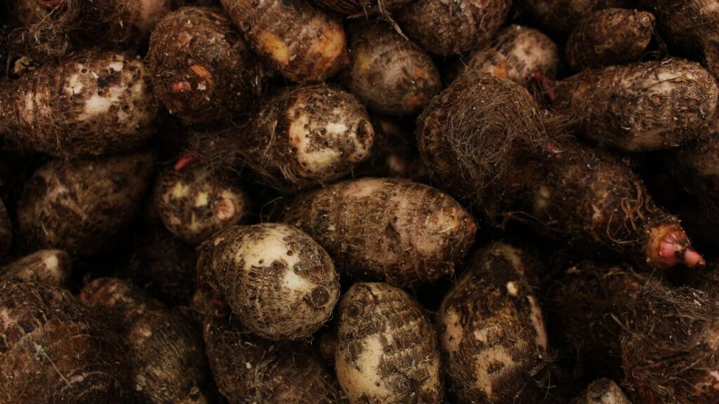 Elixir de Inhame: O que é, Para que Serve e Como Tomar Elixir de Inhame