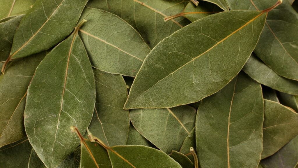 Folha de Louro: O que é, Para que Serve e Contraindicações Folha de Louro