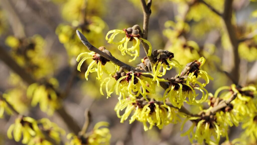 Hamamelis